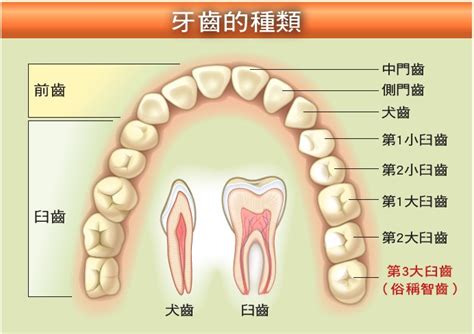 牙齒小顆的人